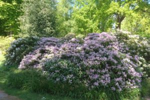 Natur pur